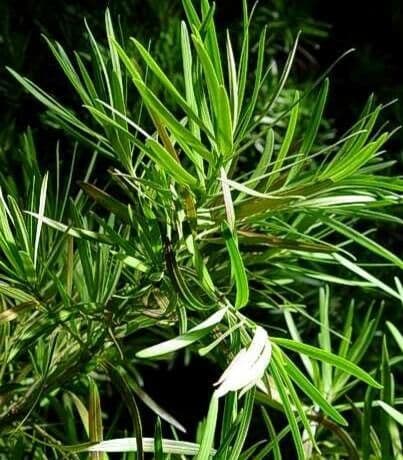 Podocarpus neriifolius