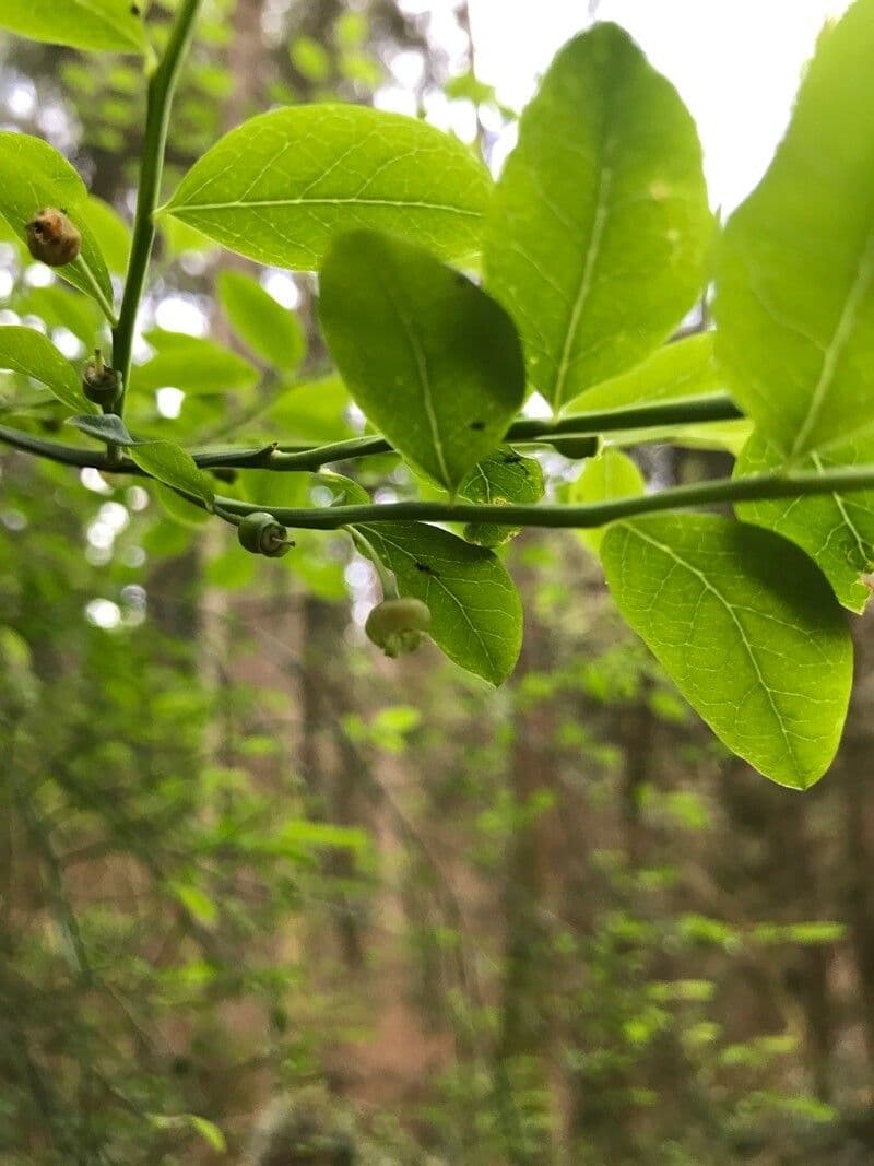 Vaccinium parvifolium