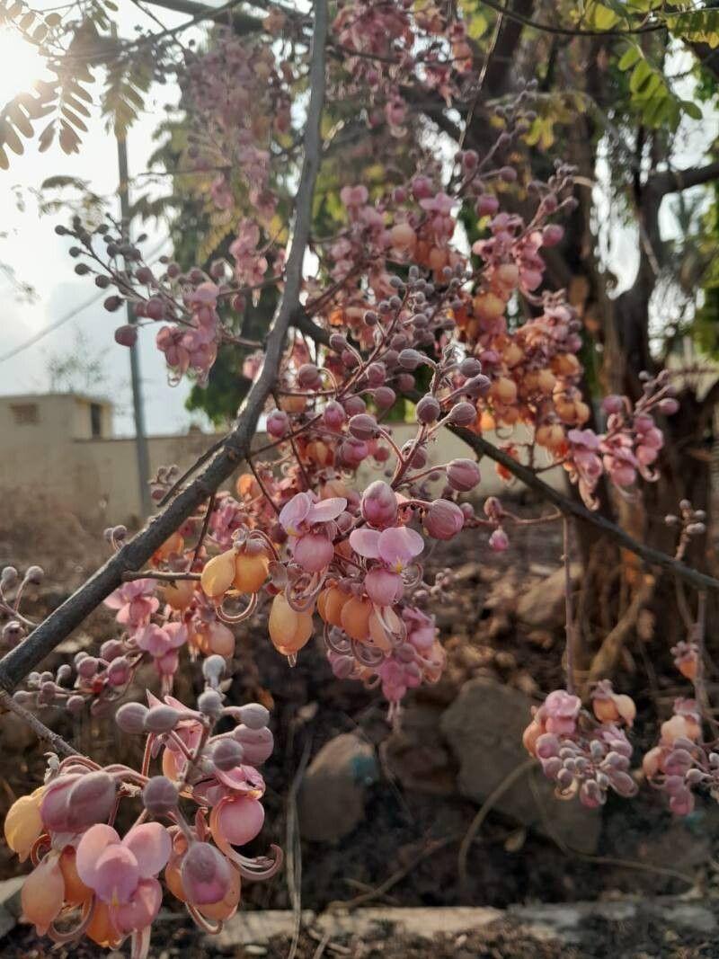 Cassia grandis