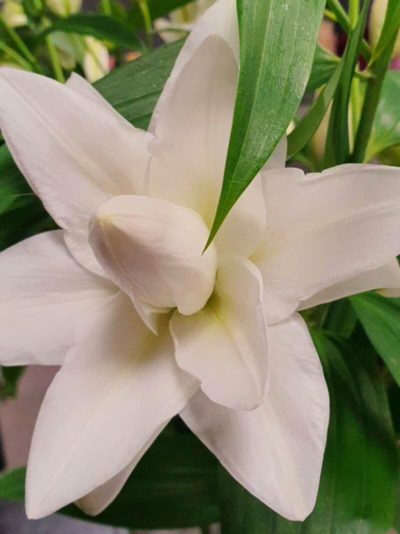 Lilium longiflorum