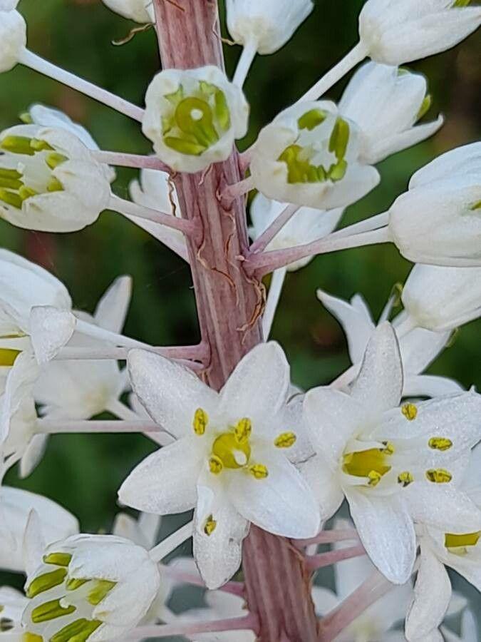 Drimia maritima