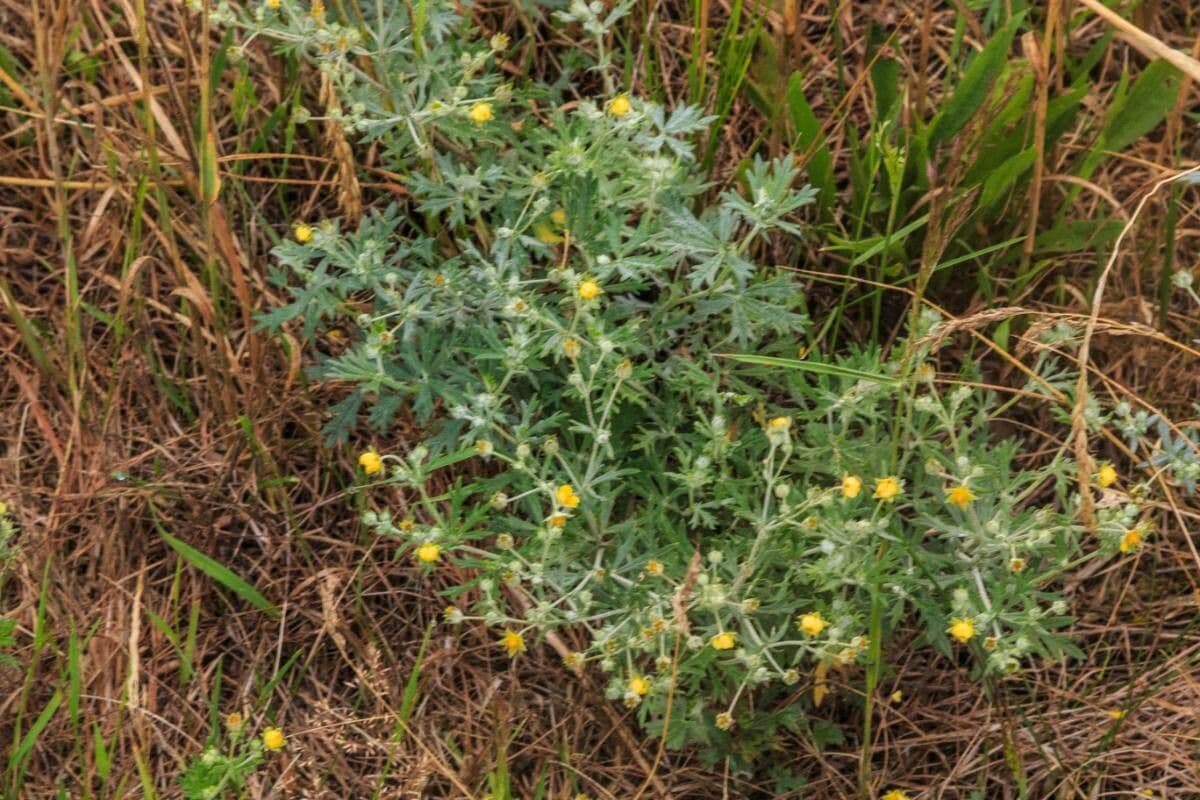 Potentilla argentea