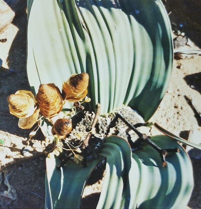 Welwitschia mirabilis