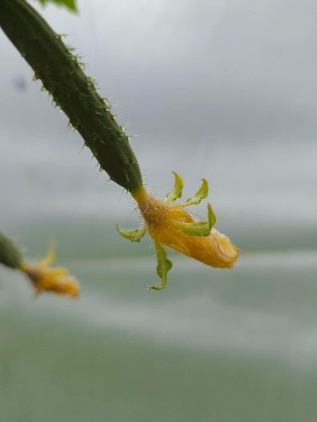 Cucumis sativus