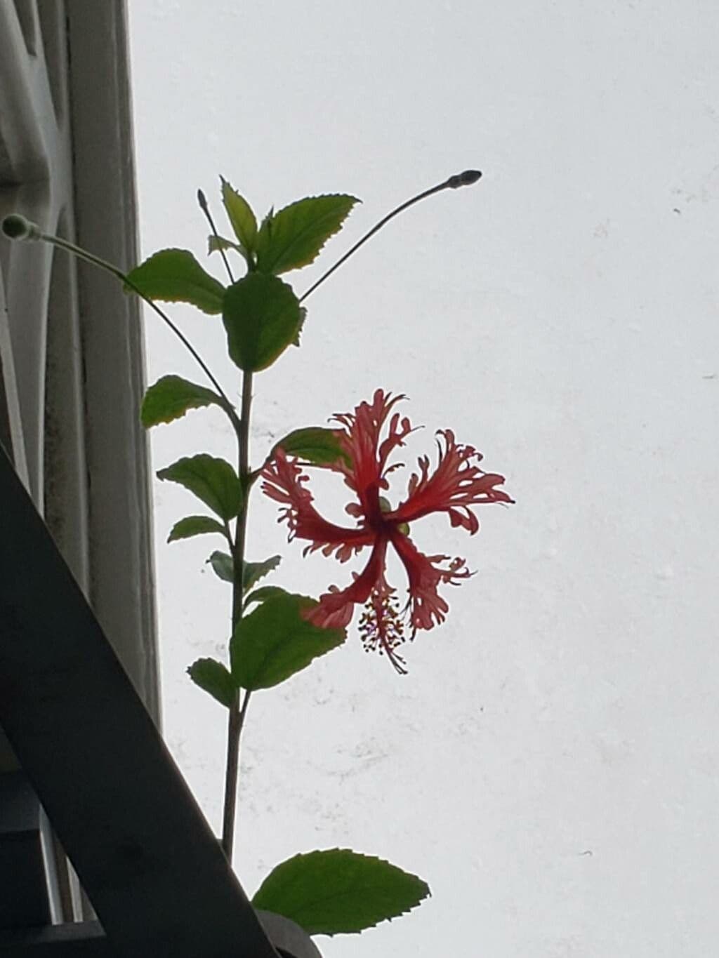 Hibiscus schizopetalus