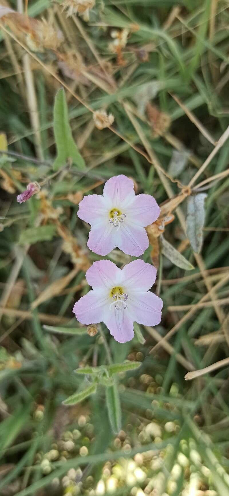 Ipomoea blepharophylla