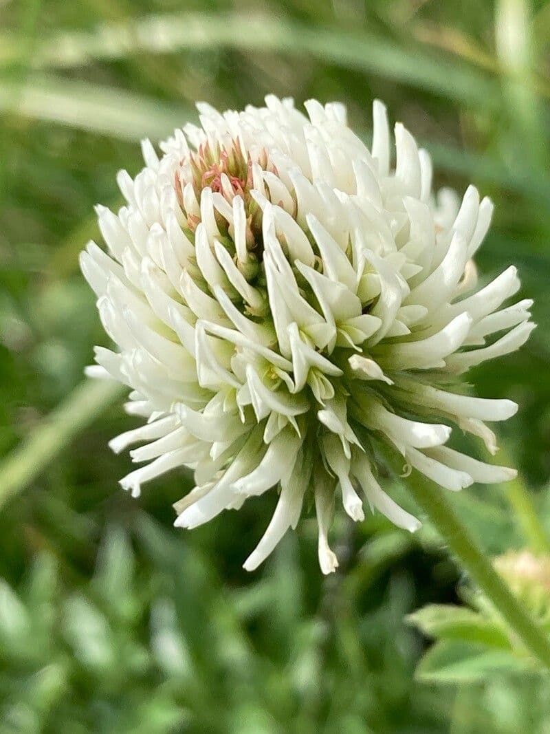 Trifolium montanum