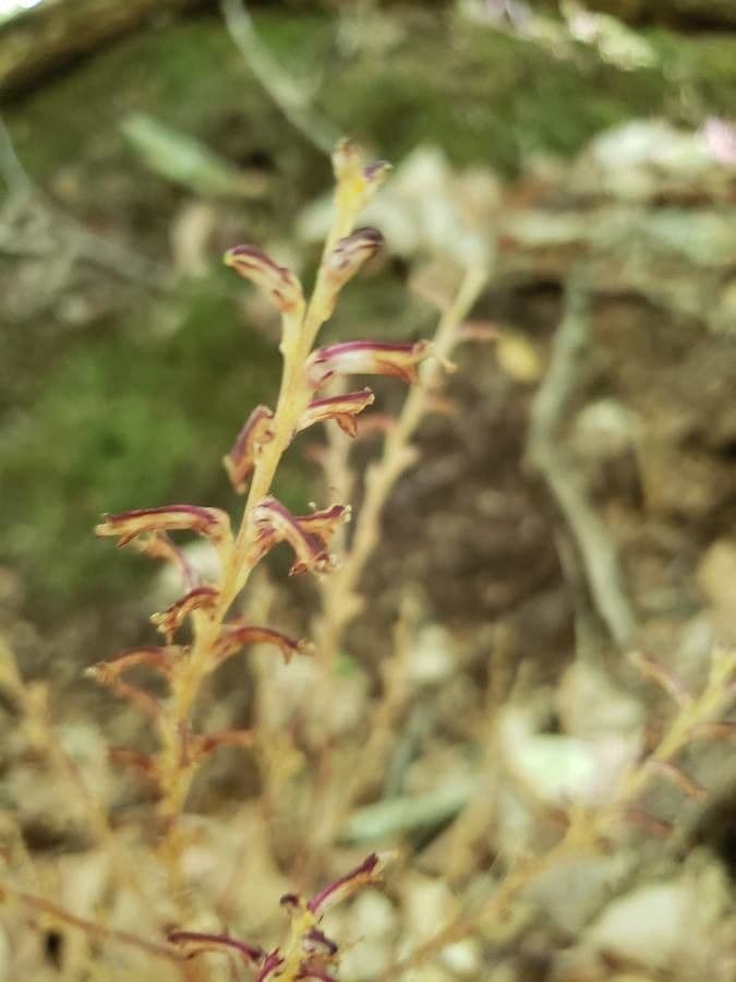 Epifagus virginiana