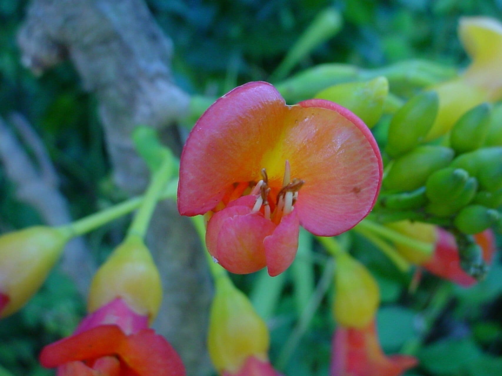 Castanospermum australe