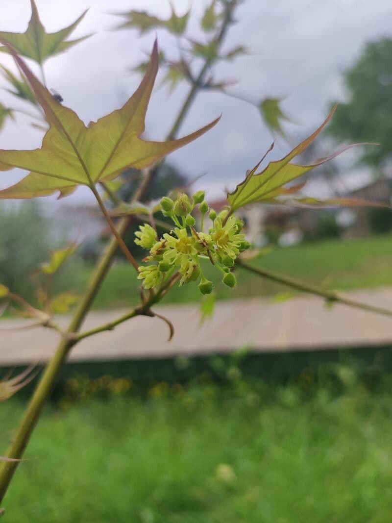 Acer cappadocicum