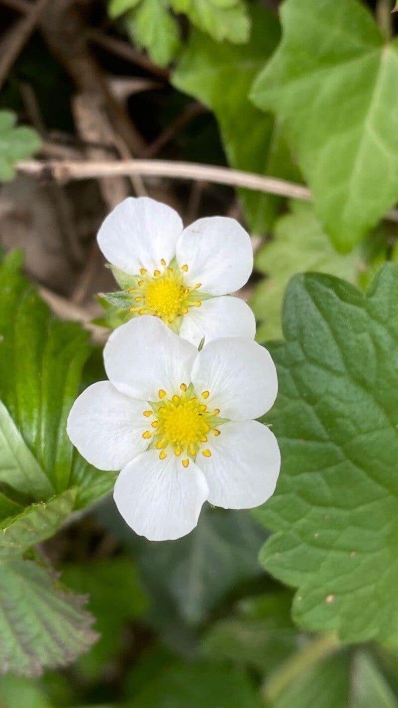 Fragaria viridis