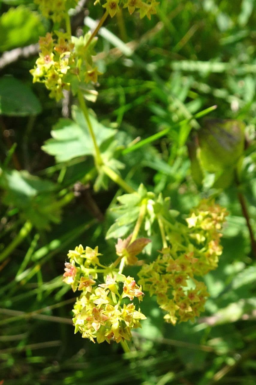 Alchemilla glabra