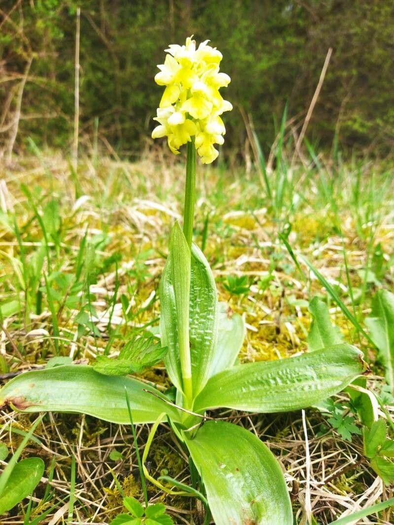Orchis pallens