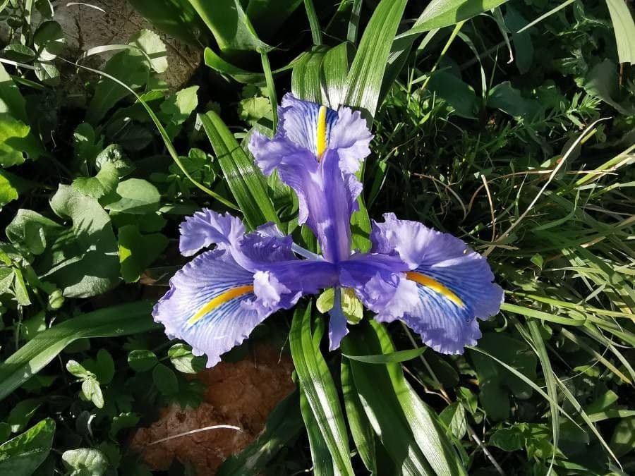 Iris planifolia