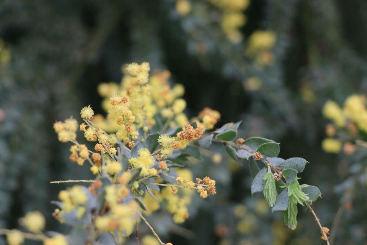 Acacia pravissima