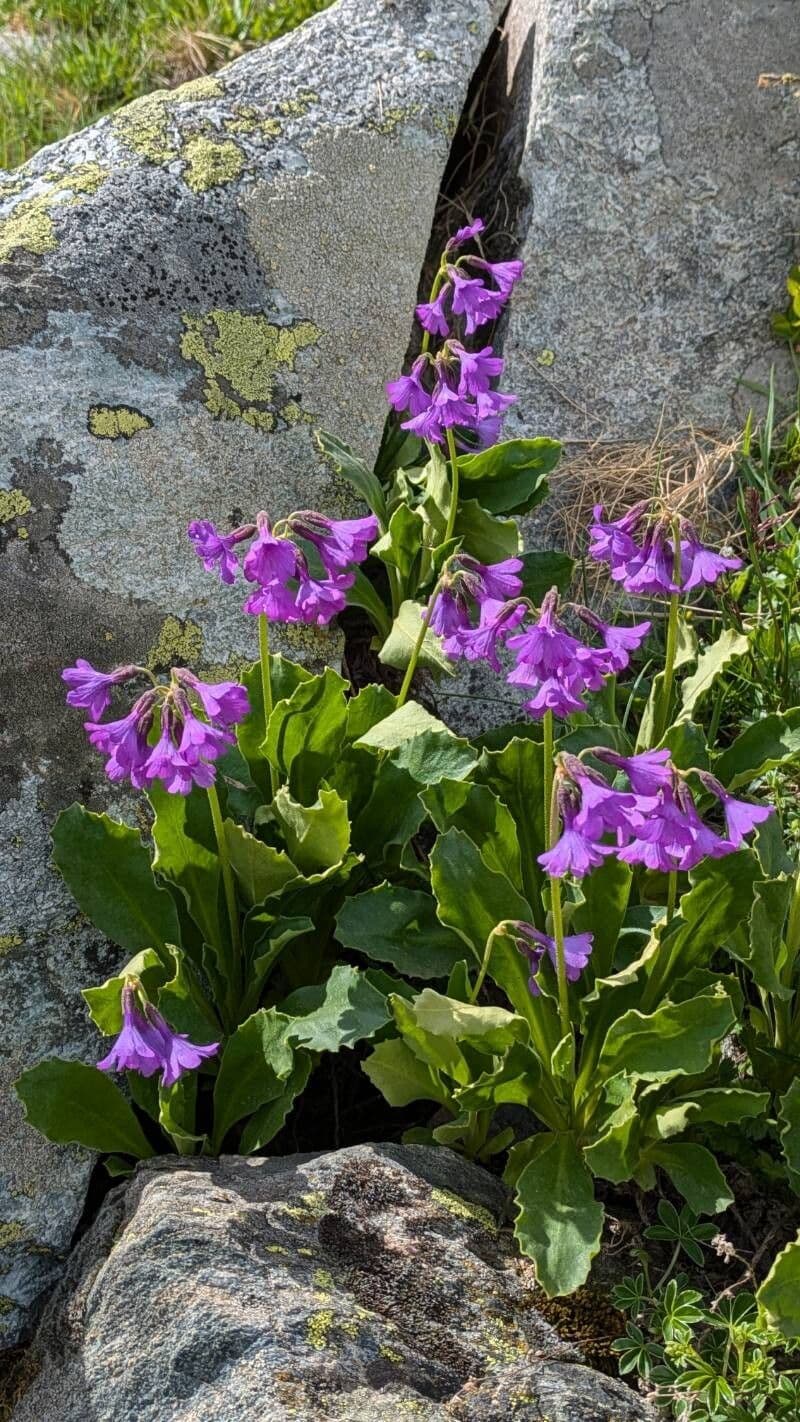 Primula latifolia