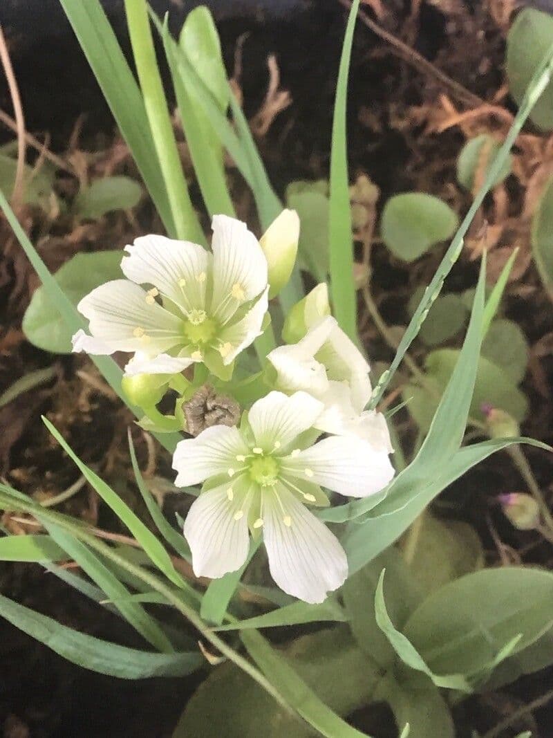 Dionaea muscipula