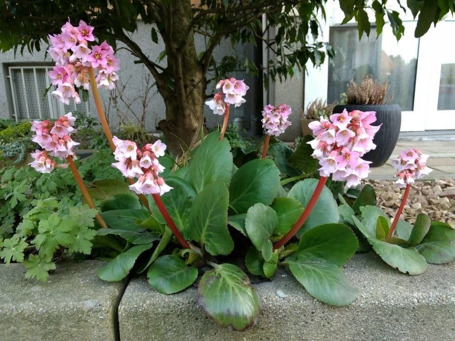 Bergenia crassifolia