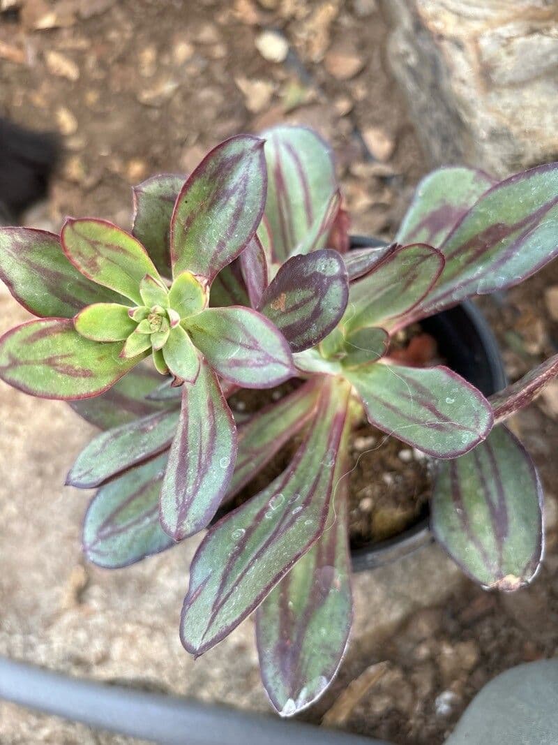 Echeveria nodulosa