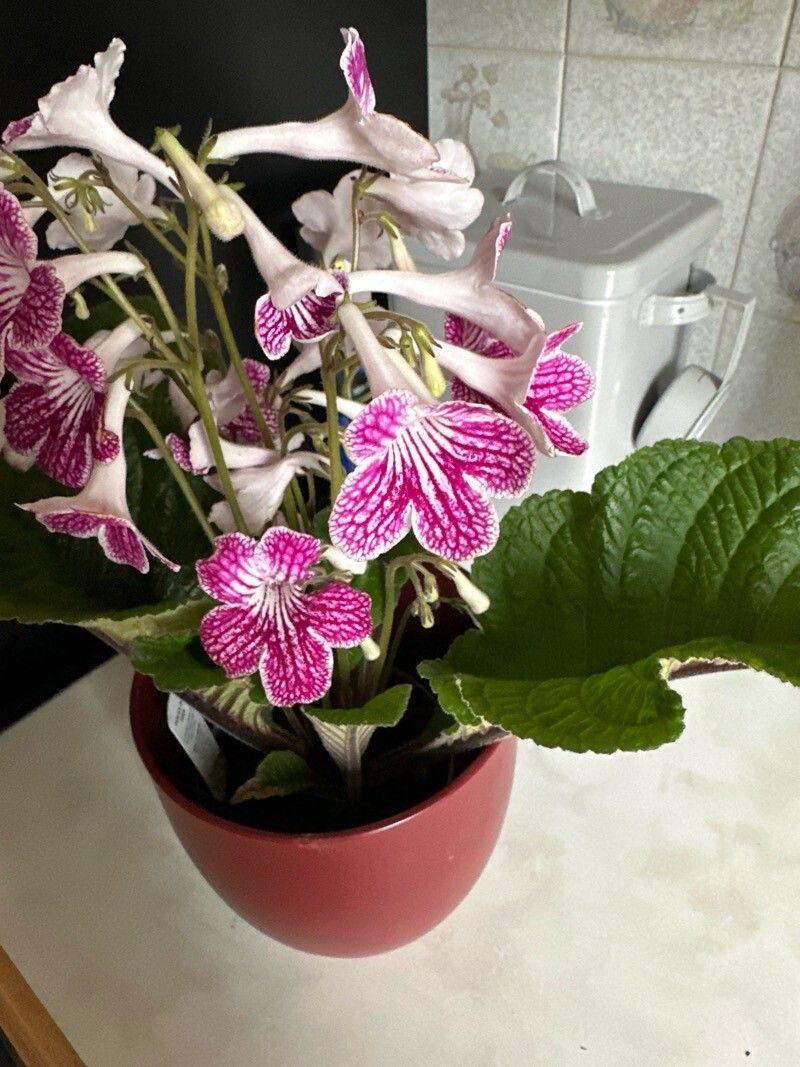 Streptocarpus albus