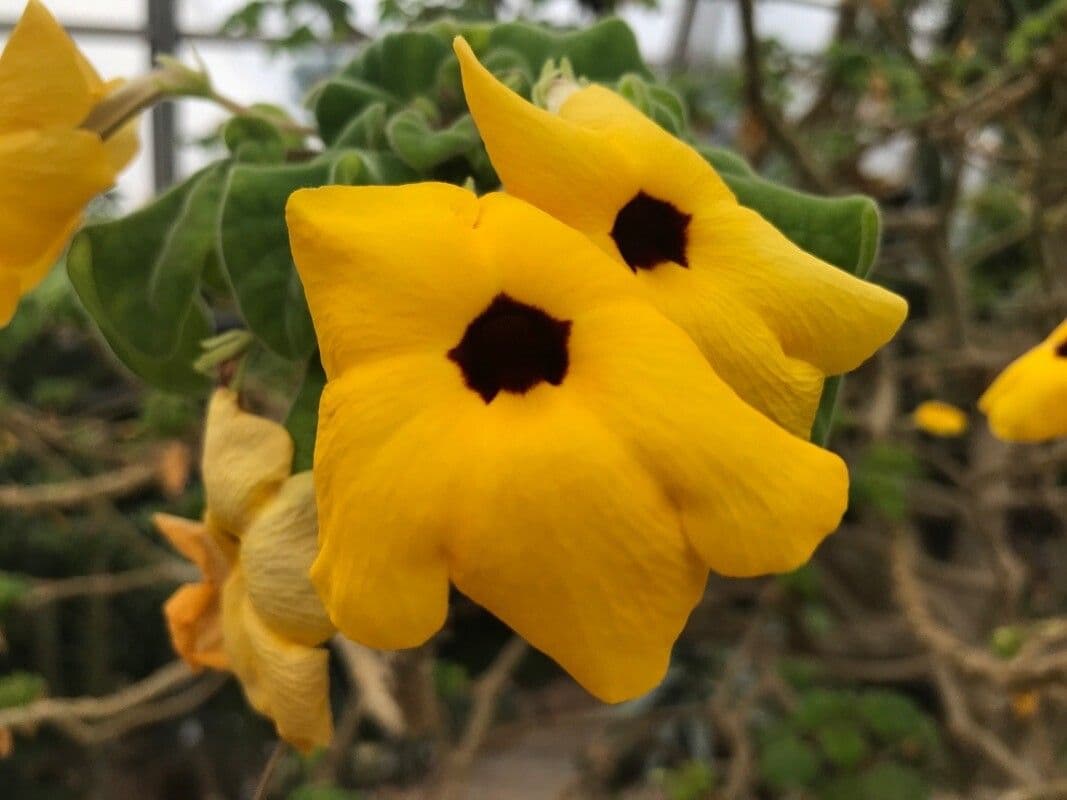 Uncarina grandidieri