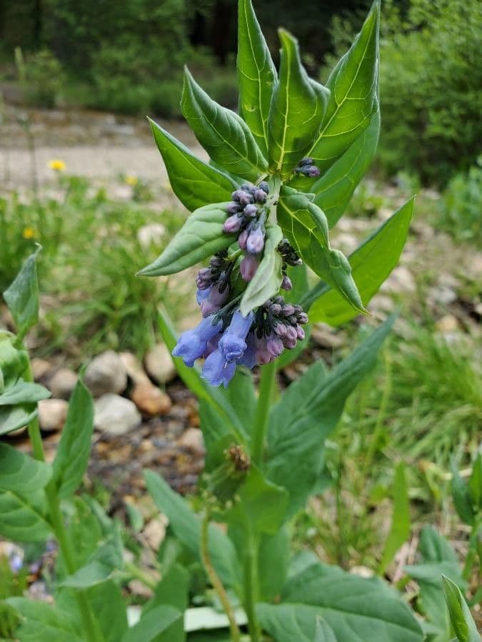 Mertensia ciliata