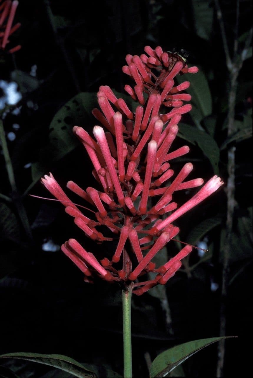 Isertia spiciformis