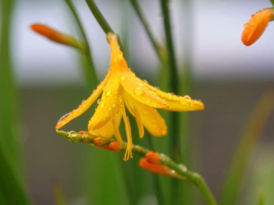 Crocosmia aurea