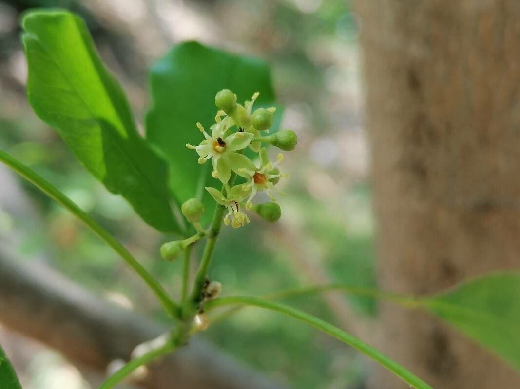 Vepris lanceolata