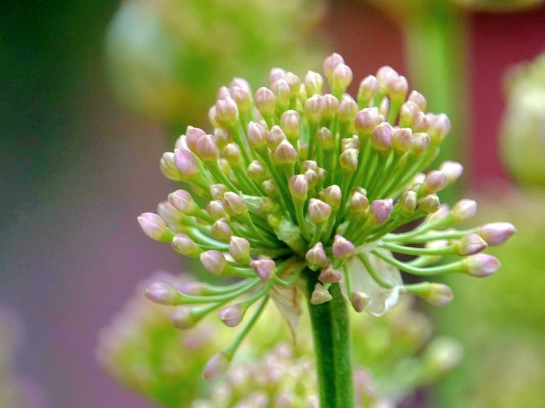 Allium angulosum