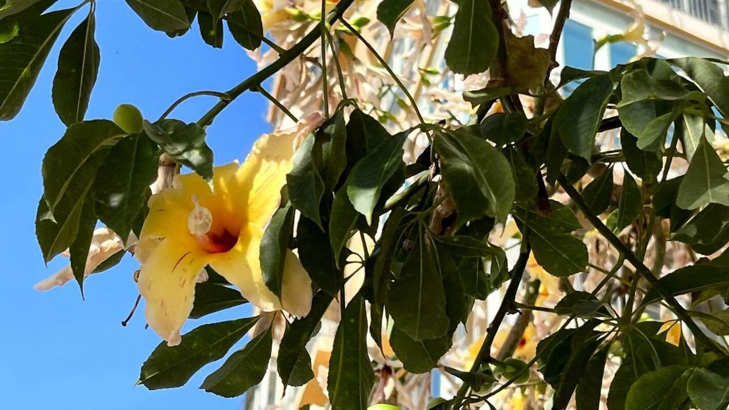 Ceiba insignis