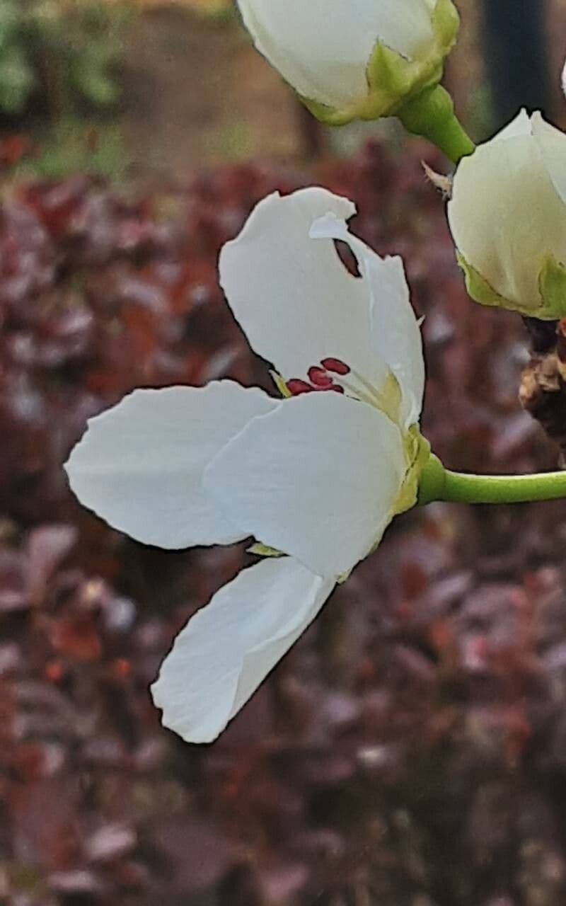 Pyrus pyrifolia