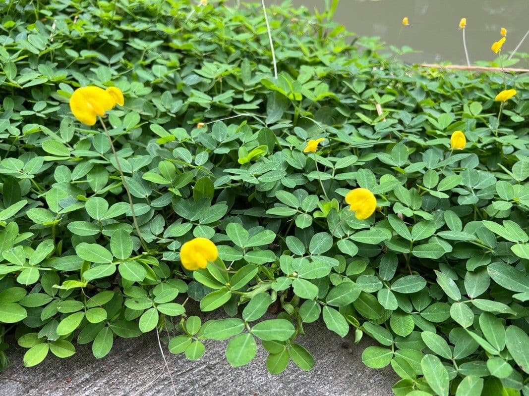 Arachis pintoi