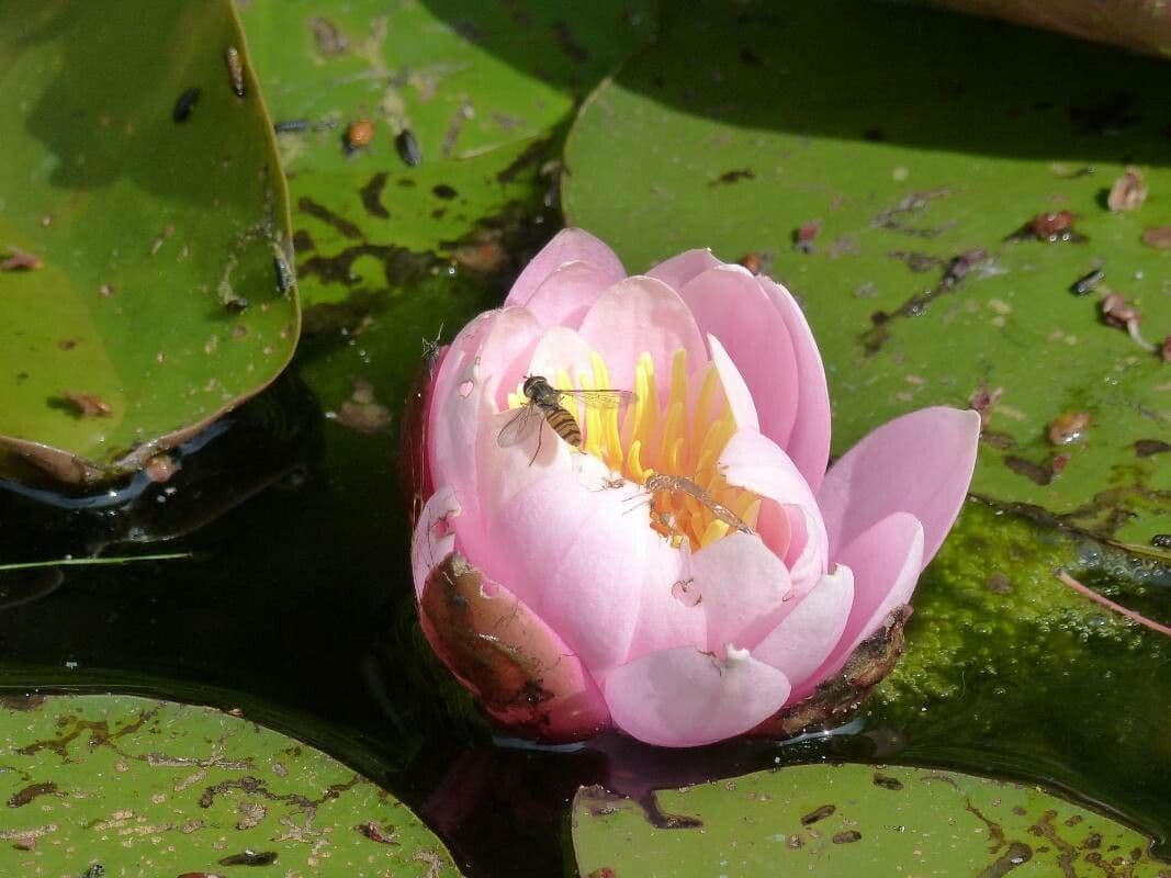 Nymphaea candida