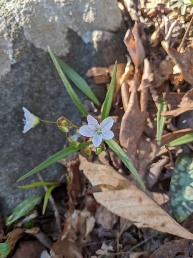 Claytonia caroliniana