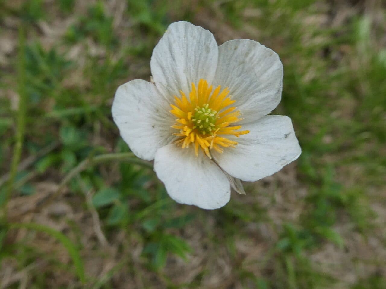 Ranunculus pyrenaeus
