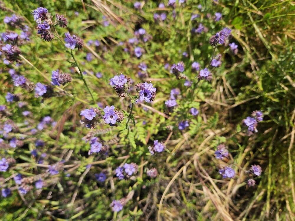 Phacelia distans