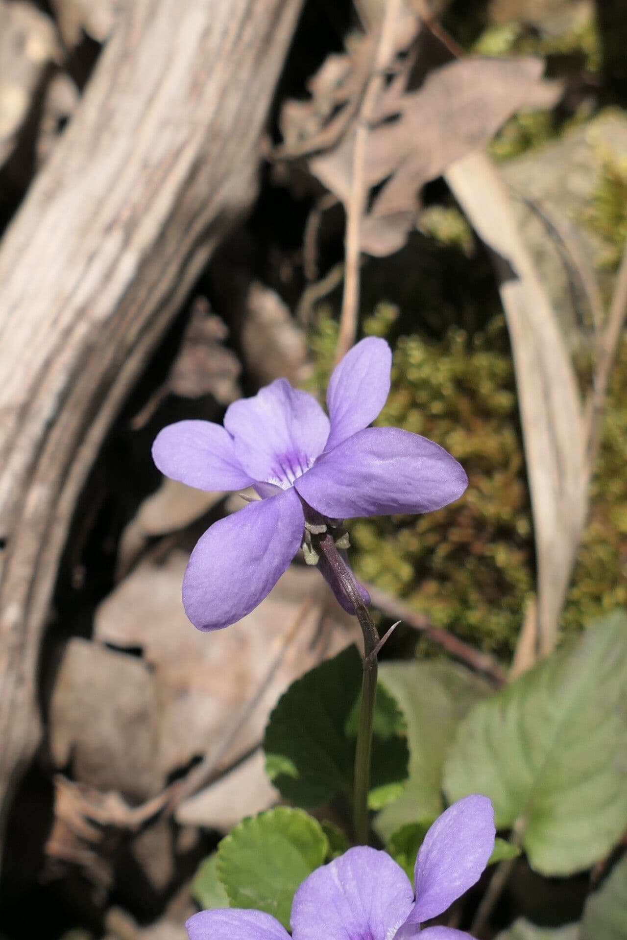 Viola reichenbachiana