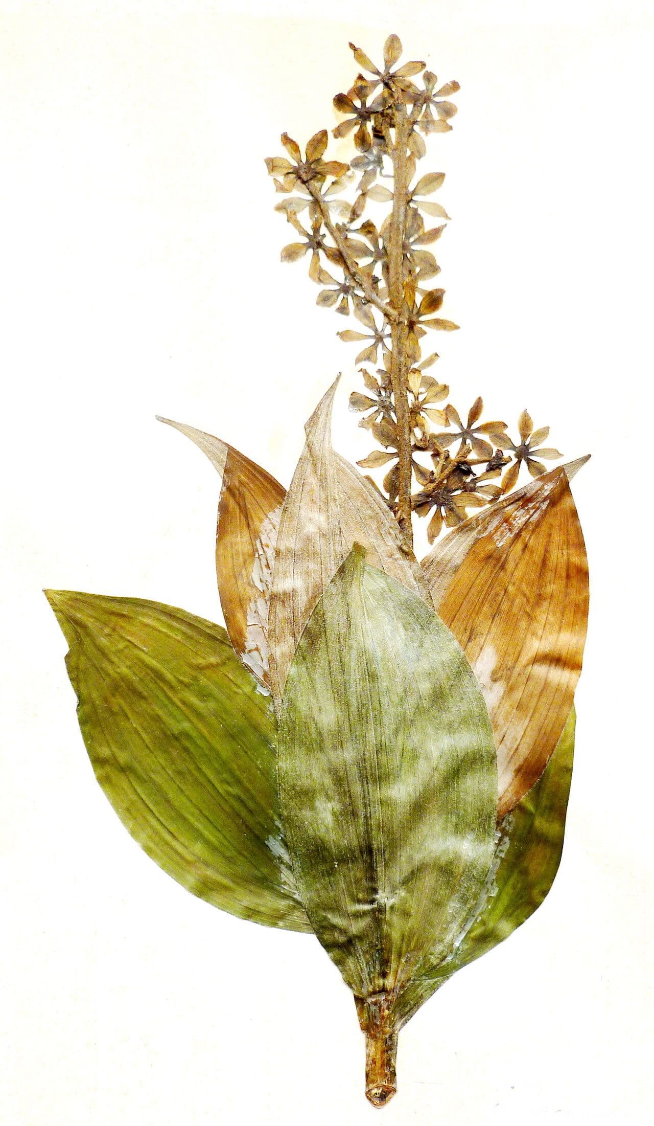 Veratrum album