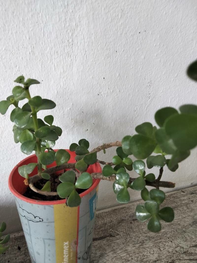 Portulacaria afra