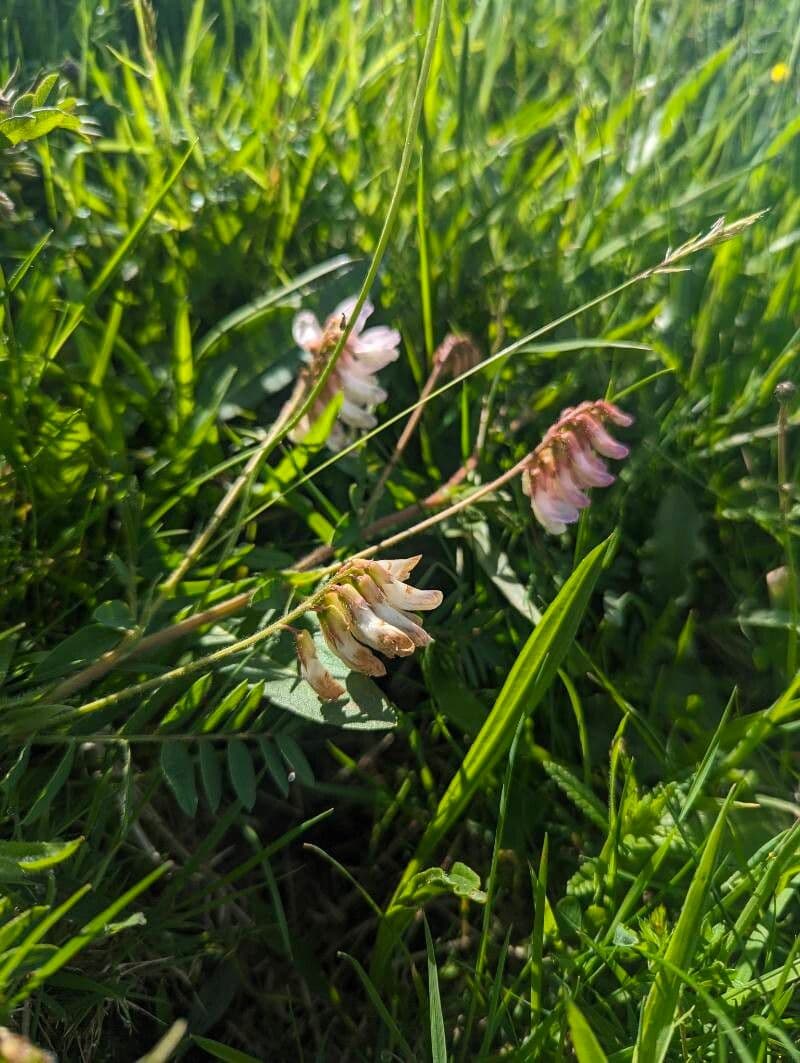 Vicia orobus