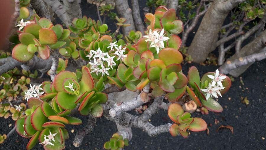 Crassula ovata