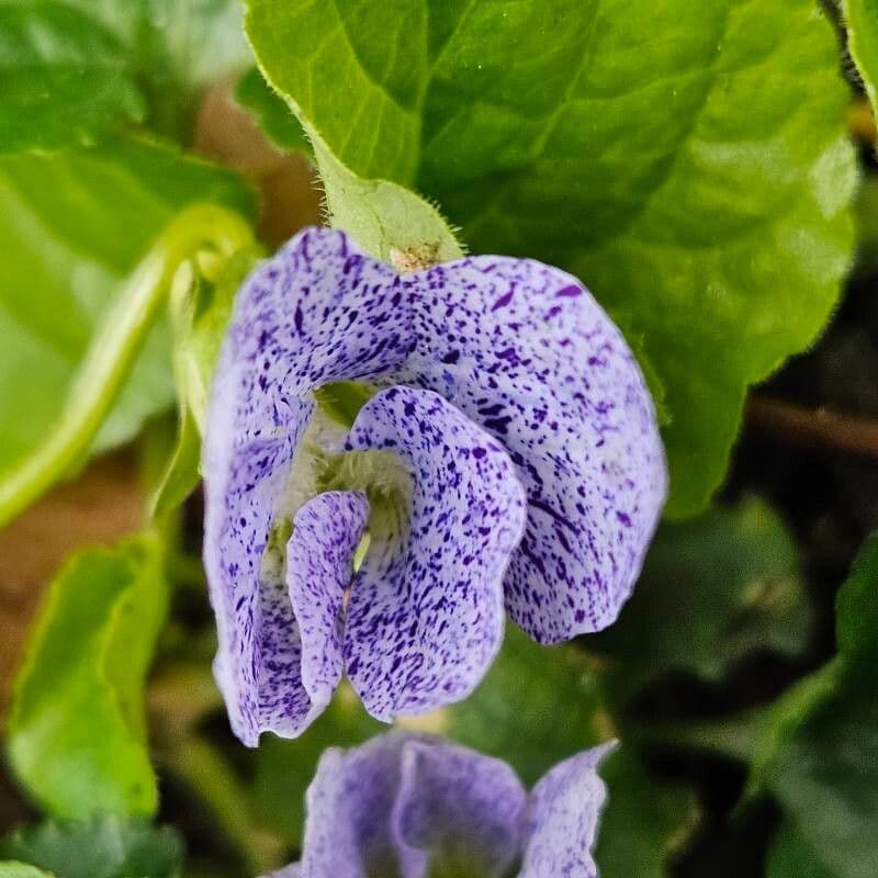 Viola sororia