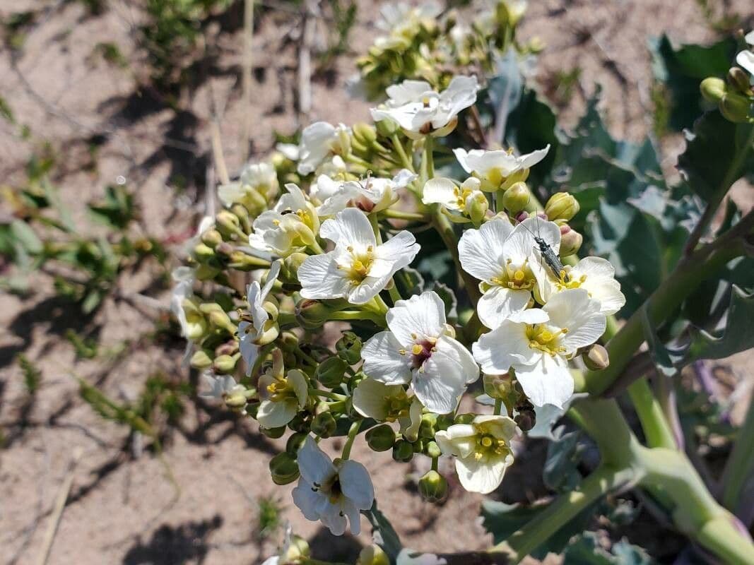 Crambe maritima