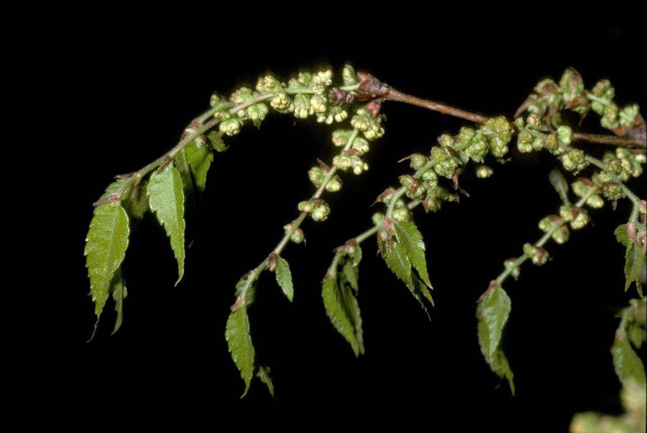 Zelkova serrata