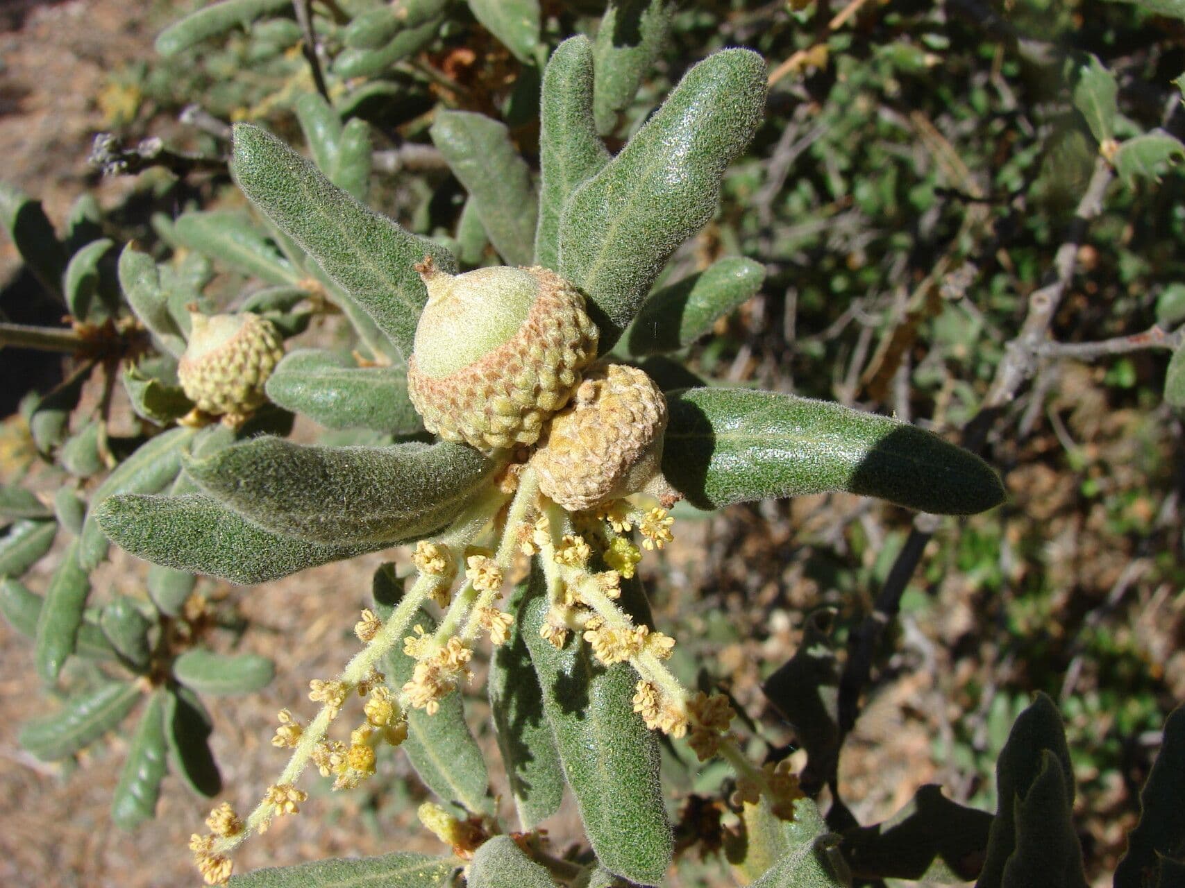 Quercus durata