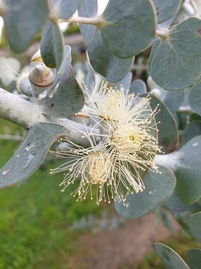 Eucalyptus gunnii