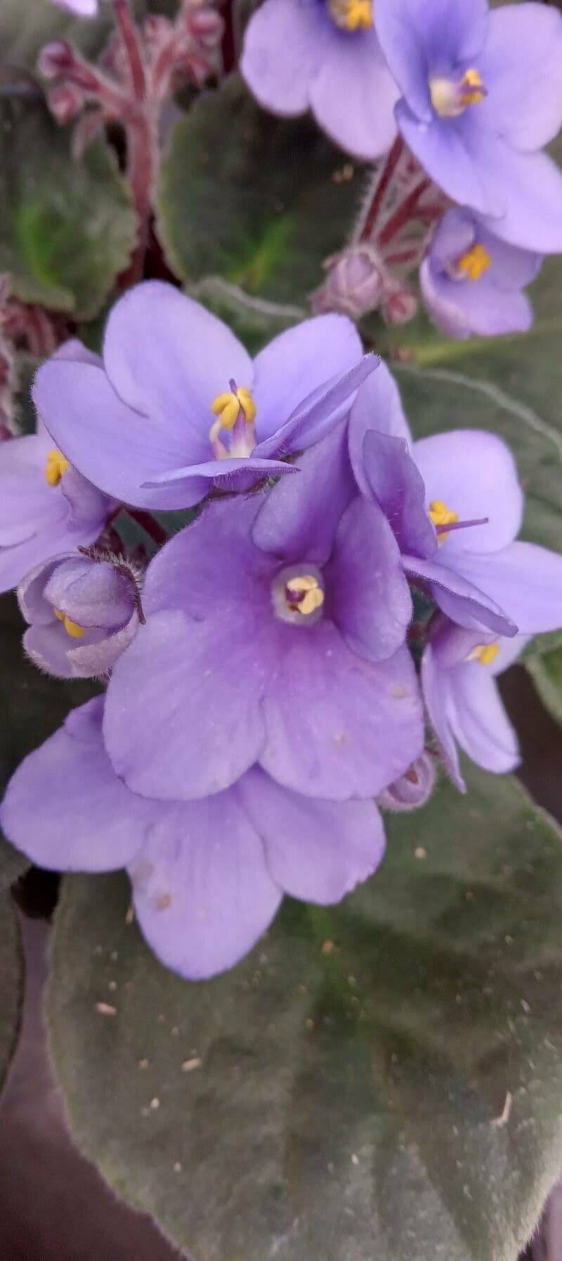 Streptocarpus ionanthus