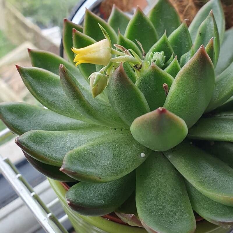 Echeveria agavoides