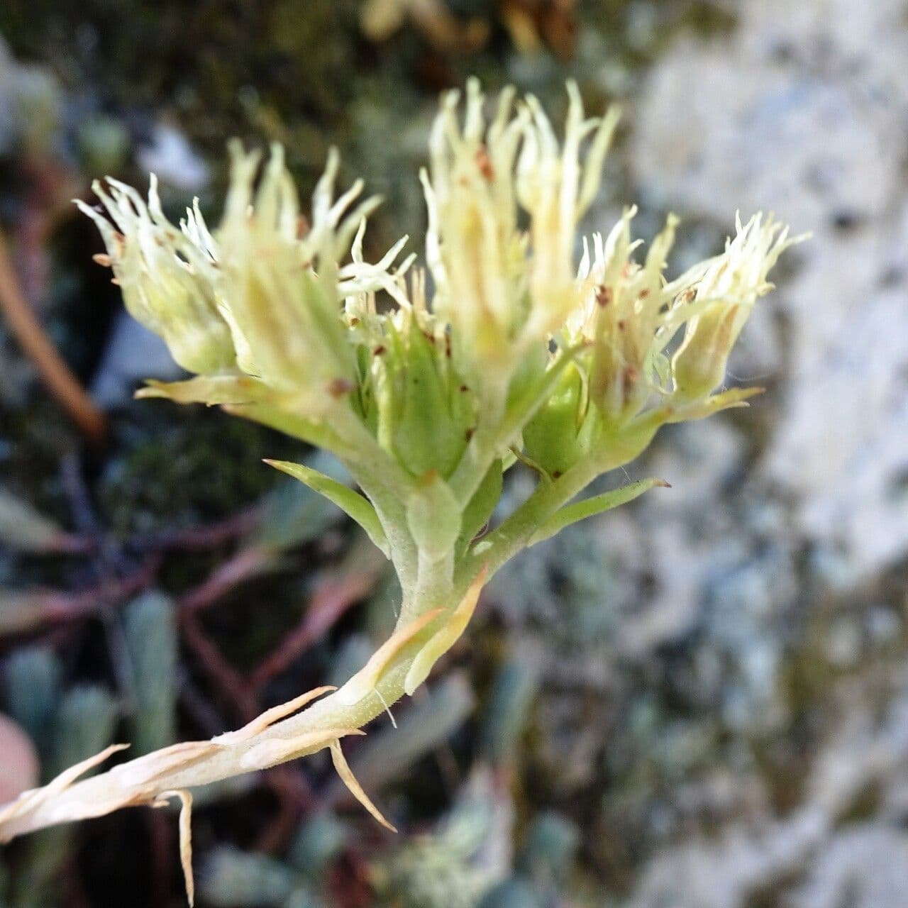 Petrosedum ochroleucum